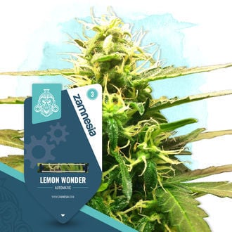 Lemon Wonder Auto (Zamnesia Seeds) féminisée