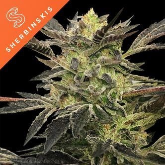 Pink Sunset Auto by Sherbinskis (Silent Seeds) Feminized