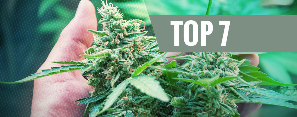 Stress Plants de Cannabis