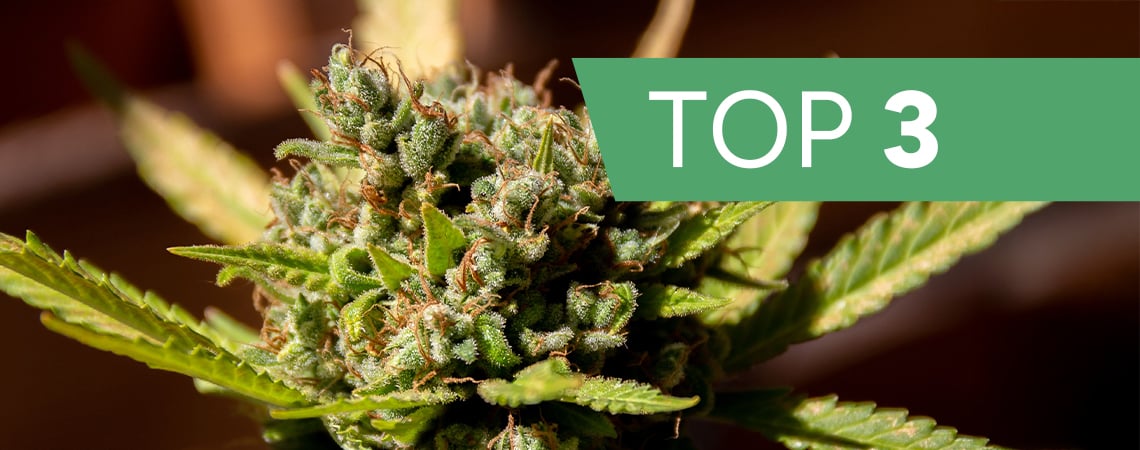 Top 3 des variétés de cannabis par terpènes