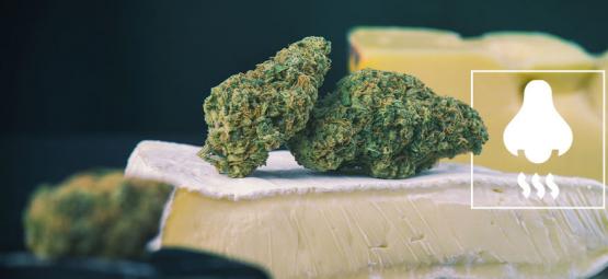 Variétés Cheese : Qu'est-Ce Qu'il Y A Derrière L'Odeur ?