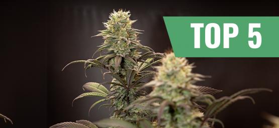 Top 5 des variétés autofloraison à haut rendement